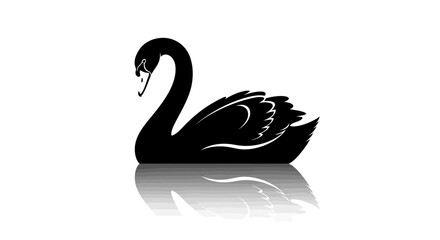 Black swan bird in water. © nuha