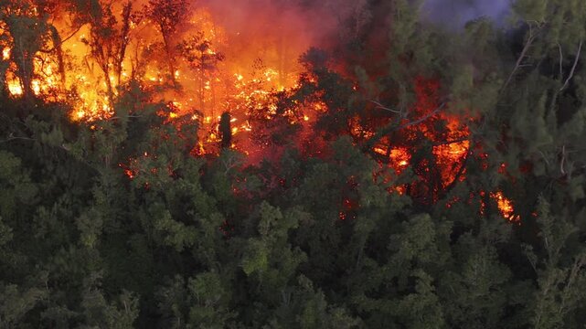 France - Reunion Island - Volcanic eruption, lava in the forest - following lava path in trees