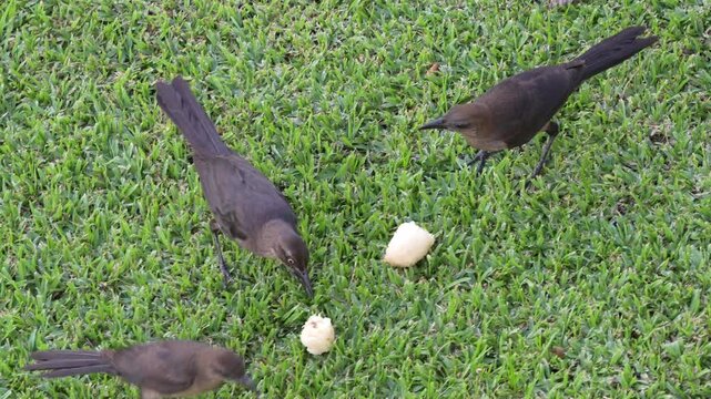 Several Great-tailed Grackle birds eating banana on a grassy lawn
