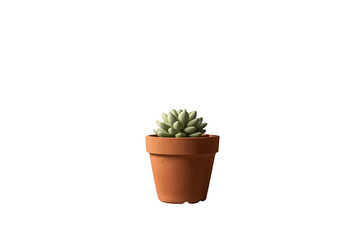 Fototapeta premium Succulent plant in small terracotta pot, offering botanical beauty, growth, and natural home decor with transparent background