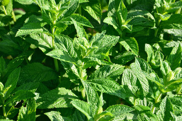 Fresh Green Mint Leaves Growing in a Garden with sunlight close up © Irina