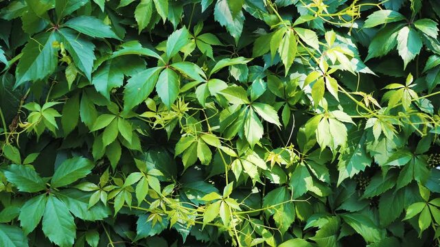 Green ivy leaves covering a wall