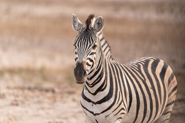Fototapeta premium A Plains Zebra in Makgadikgadi Pans National Park, Botswana, Africa