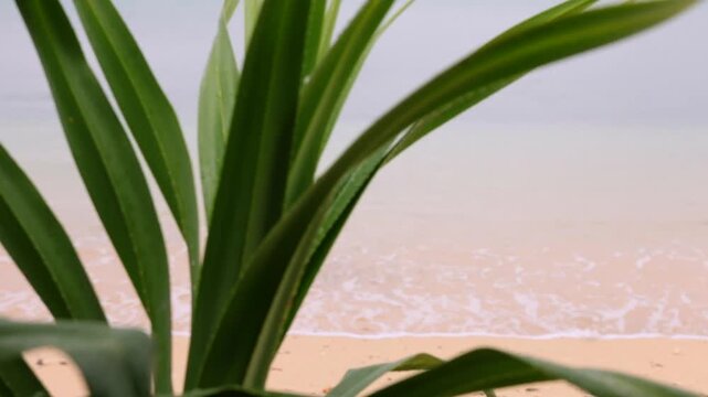 アダンの葉、砂浜と波打ち際