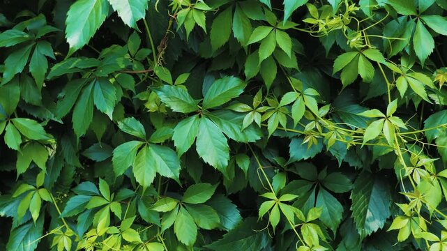 Lush green ivy leaves moving in the wind