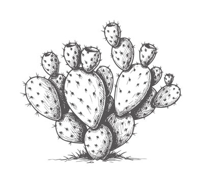 Black and white of a pricky pear cactus cluster botanical