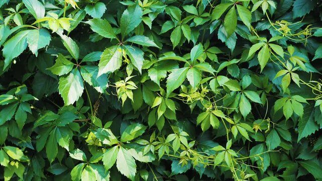 Green leaves wall of virginia creeper growing