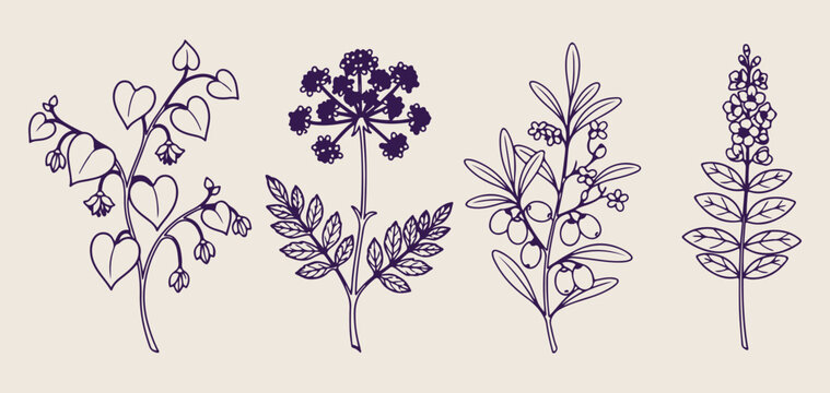 Dill and wild herb doodle set, hand drawn botanical spice sketches, kitchen garden icon collection, minimalist nature plant vector graphics, organic herb elements for design, wild plant line art, bota