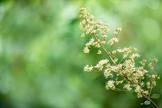 White Henna or Lawsonia inermis branch flowers on natural background.