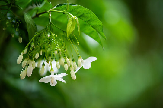 Wrightia religiosa (Teijsm. & Binn.) Benth. ex Kurz branch flowers on natural background.