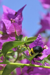Bourdon en train de butiner une fleur de bougainvillier