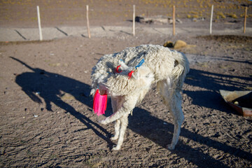 Fototapeta premium Festive llama with colorful decoration at traditional festival in Bolivia