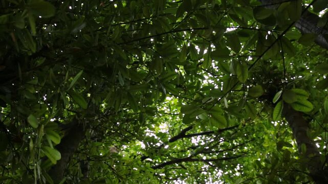 フクギ並木、空間を覆う緑の葉