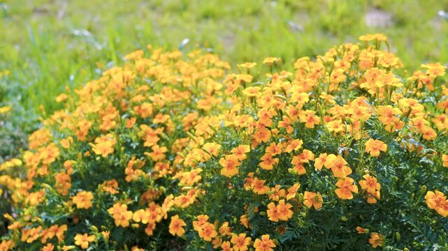 Yellow french marigold flowers blowing in the wind