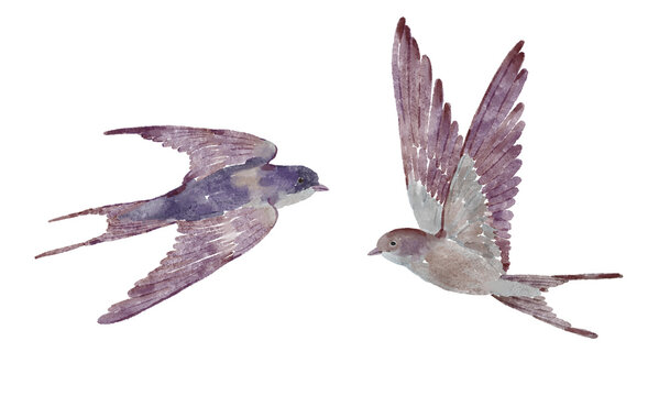 Watercolor martlet bird illustration set. Clipart set perfect for greeting cards, invitation, spring designs. PNG file.