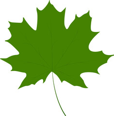 Fototapeta premium Maple leaf. Symbol of autumn, nature and harmony with the environment. Symbol of renewal.