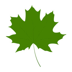 Fototapeta premium Maple leaf. Symbol of autumn, nature and harmony with the environment. Symbol of renewal.