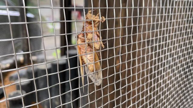 A Japanese cicada is just completing molting and hanging from its old skin. 