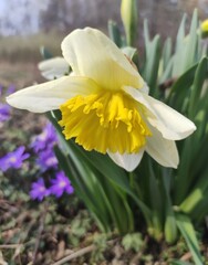 Fototapeta premium daffodils in spring