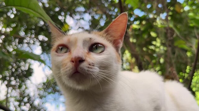 Detailed close-up shot of calico cat sniffing air and looking around attentively in green garden