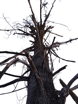 Isolated old dead tree with gnarled bare branches and rough textured bark seen from low angle on transparent background. Concept of decay and natural textures