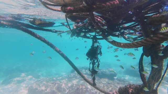 Sergeant Major Fish Hovering Near Barnacle Covered Ropes in Shallow Coastal Water