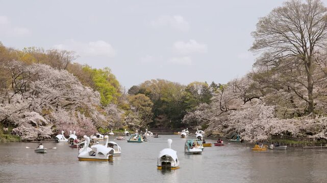 Spring in Tokyo : People in Numerous Boats Enjoying Hanami Viewing on the Pond, Surrounded by Full-Bloomed Sakura and Lush Spring Greenery  |  Inokashira Park, Kichijoji, Tokyo, Japan