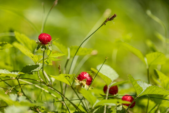 Indian duchesne berries among greenery on a blurred background, Potentilla indica