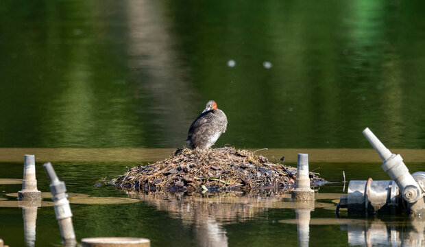 Little Grebe on a nest in the middle of a lake, Tachybaptus ruficollis