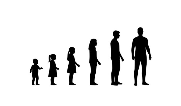 Human growth stages silhouette vector child to adult life progression concept