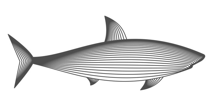 Shark wireframe line art. Big white shark striped. Abstract marine predator made of curved lines. Ocean themes, environmental awareness, conservation graphics, logos. Modern design vector illustration