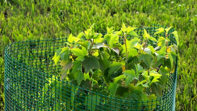Blackcurrant bush on green grass background. The shrub with bright green leaves protected with plastic mesh fence from rodent pests and mechanical damage. Protection of plants diseases. Spider mite.