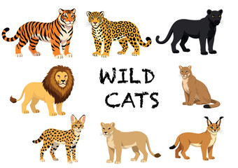 Collection of vector wild cats   © meranda