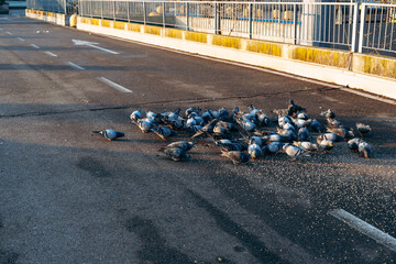 Naklejka premium Pigeons gather on road to eat spilled food in city during morning light