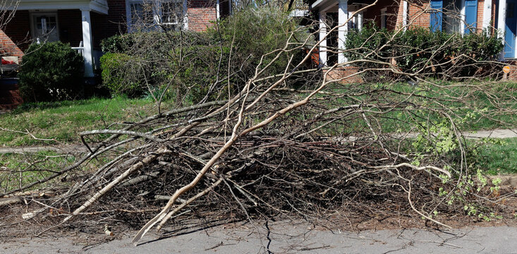 Spring pruning. Pile of branches.