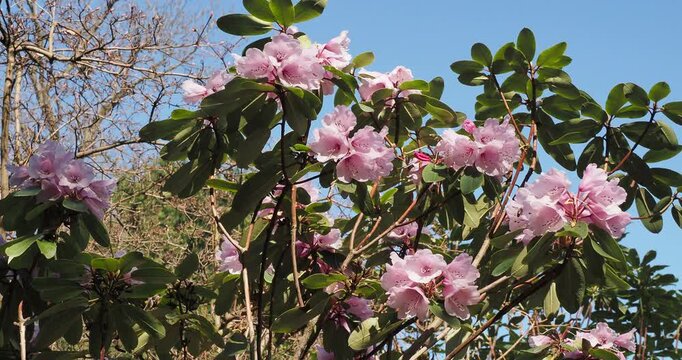 (Rhododendron oreodoxa) P&egrave;re Farges rhododendron, bushy shrub. Its leathery, glossy leaves and spectacular flowers, ranging in color from pink to purple, brighten up spring gardens
