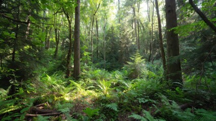Obraz premium Fern undergrowth bathing in dappled sunlight in forest