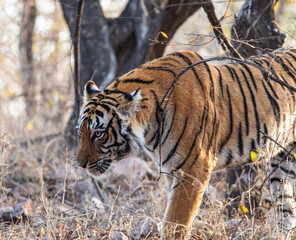 Fototapeta premium Wild Tiger in Ranthambhore National Park