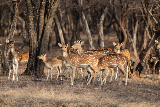 Chital, or Spotted Deer, in Ranthambhore National Park