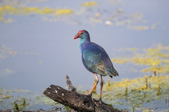 Grey-headed Swamphen