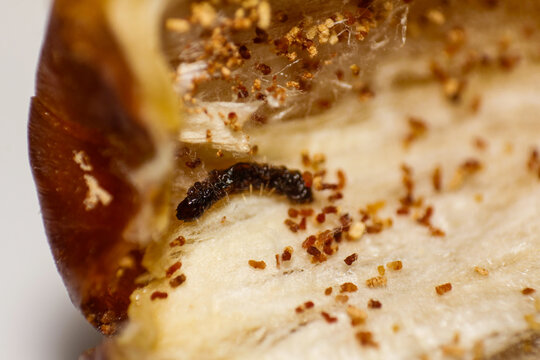 Macro shot revealing a tiny insect larva actively consuming the flesh of an opened date fruit, indicating pest damage and spoilage