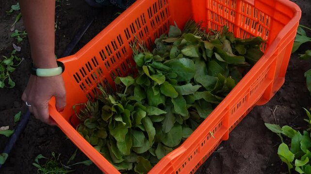 Fresh spinach leaves are harvested and stored in crates to preserve freshness. Rich in iron and nutrients, these organic greens reflect sustainable farming, purity, and farm-to-kitchen healthy food pr