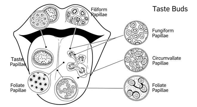 Taste Buds on Tongue Surface.