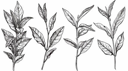 Fototapeta premium Four monochrome detailed botanical sketches of plant stems and leaves on white