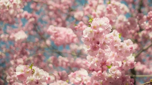 Cherry blossom with delicate pastel pink flowers on branches, blurred background and smooth motion