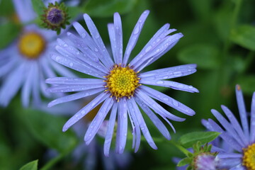 Obraz premium Close up of lilac aster or Michaelmas daisy flowers