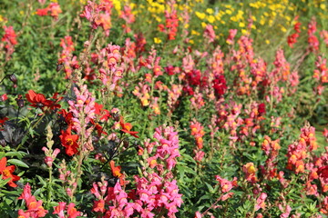Obraz premium Masses of snapdragon or antirrhinum majus flowers
