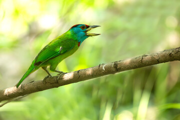 Obraz premium Vibrant blue throated barbet resting quietly on natural perch under soft filtered daylight