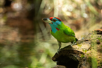 Fototapeta premium Blue throated barbet perched upon cut wooden trunk beside forest water under soft daylight