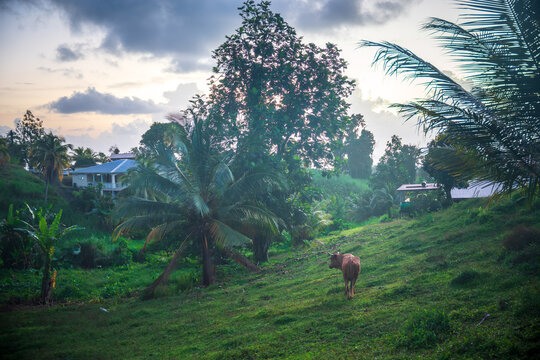 Cow in tropical island - martinique